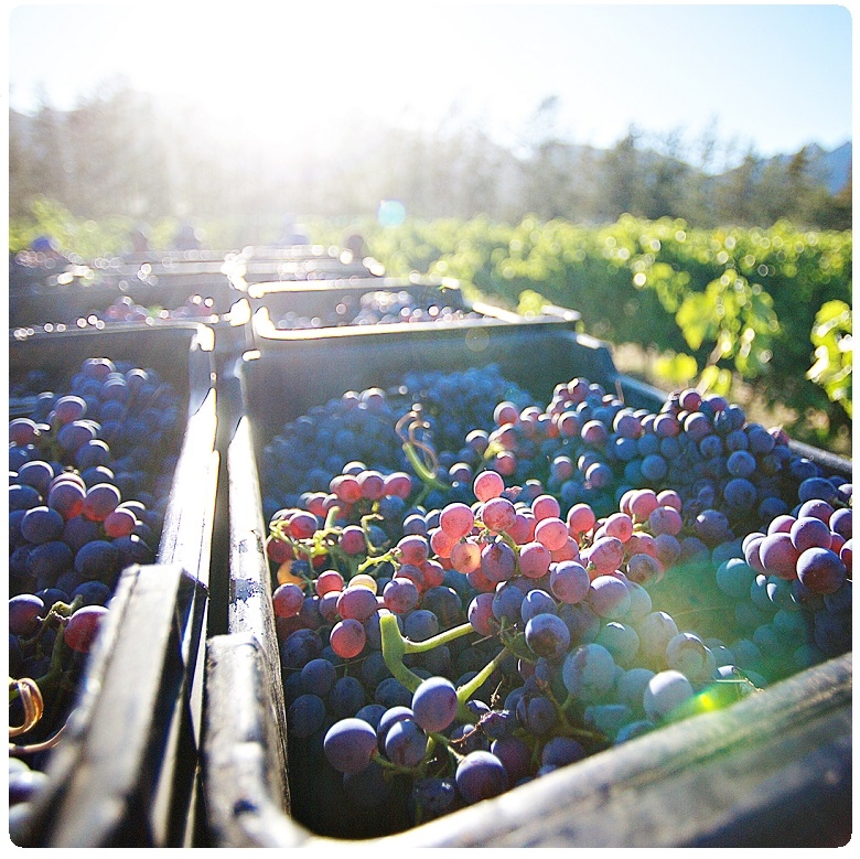 Vegan με βάση τη Χιτοζάνη