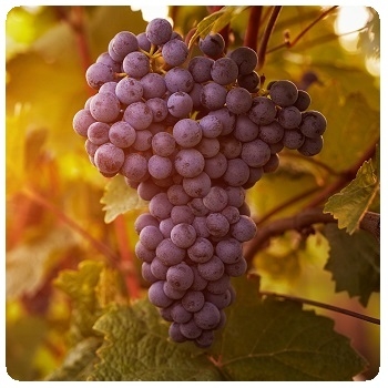 Βακτήρια μηλογαλακτικά